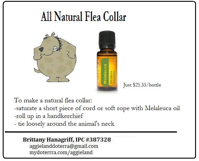 doTERRA TIp – All Natural Flea Collar with Melaleuca Oil